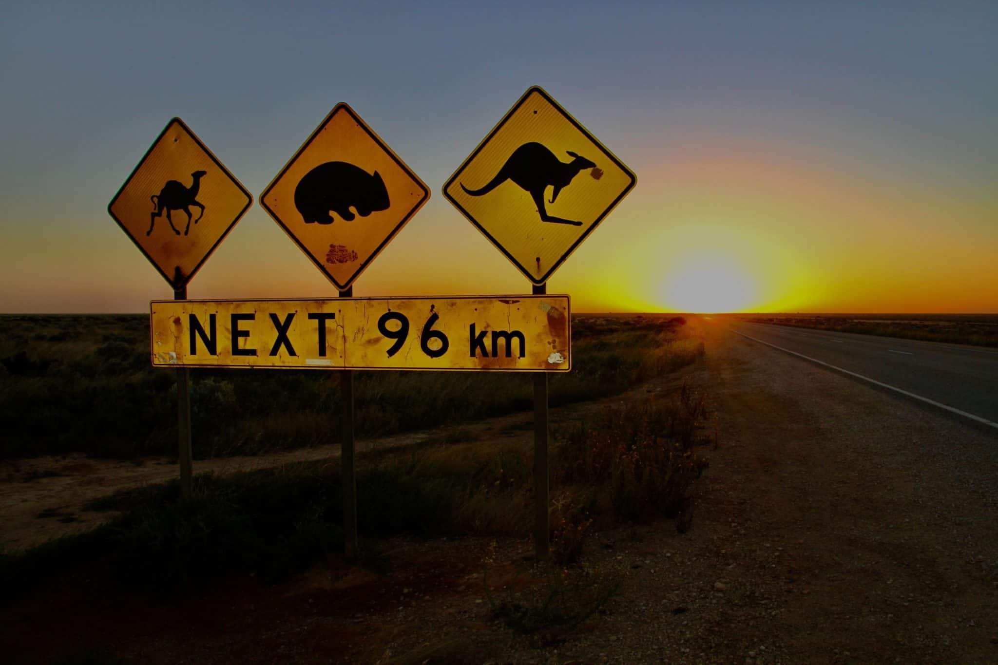 Nulllarbor Camel, Wombat and Kangaroo Roadsign on Highway at sunset